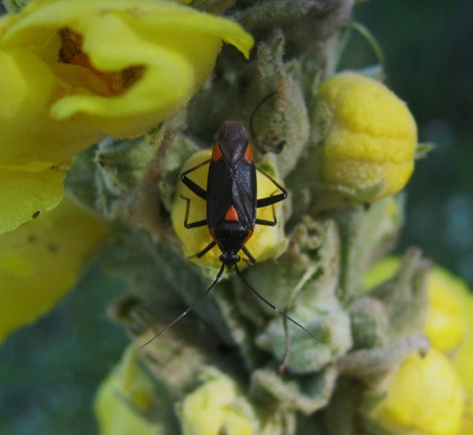Capsodes sp...